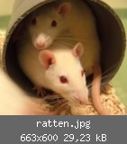 ratten.jpg